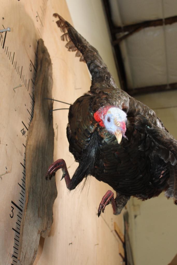 Big Life-sized Flying TURKEY on a Driftwood Base - 5