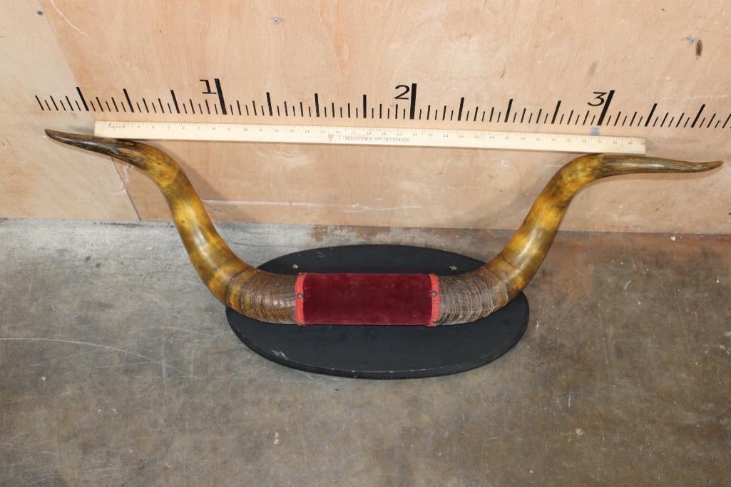 Very Old Set of STEER Horns on a Wood Plaque - 2