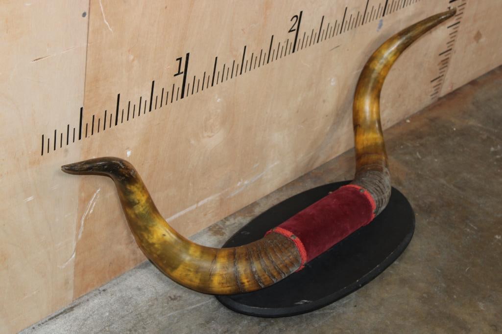 Very Old Set of STEER Horns on a Wood Plaque - 3