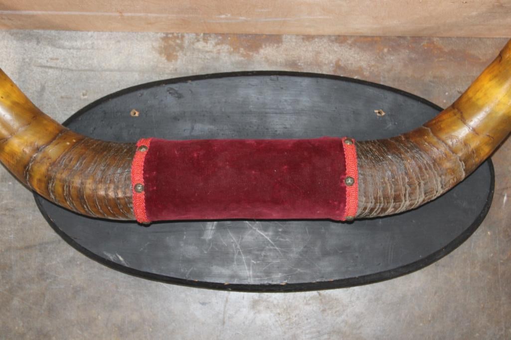 Very Old Set of STEER Horns on a Wood Plaque - 5