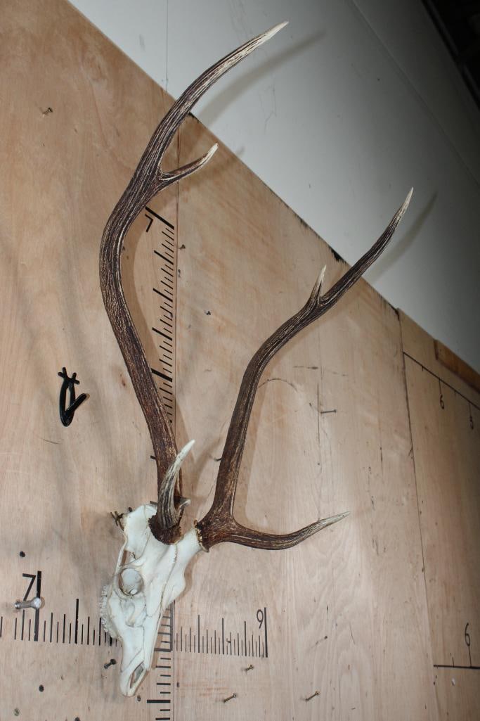 AXIS DEER Skull - 2
