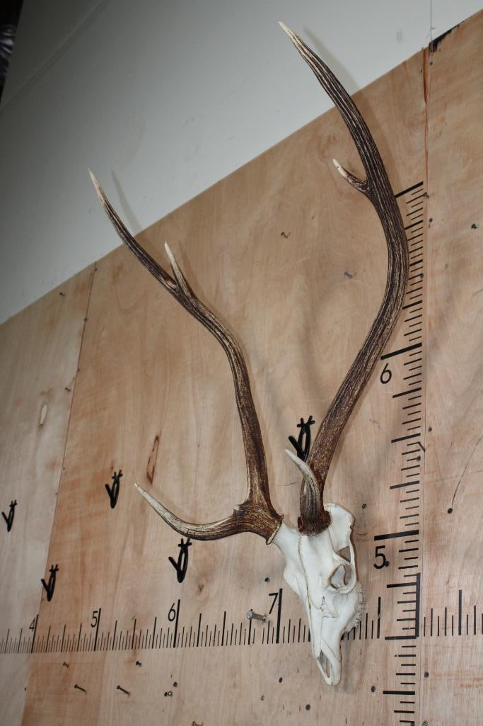 AXIS DEER Skull - 3