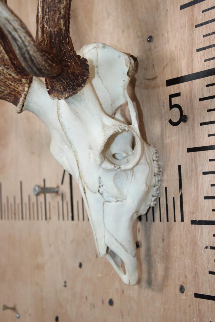 AXIS DEER Skull - 4