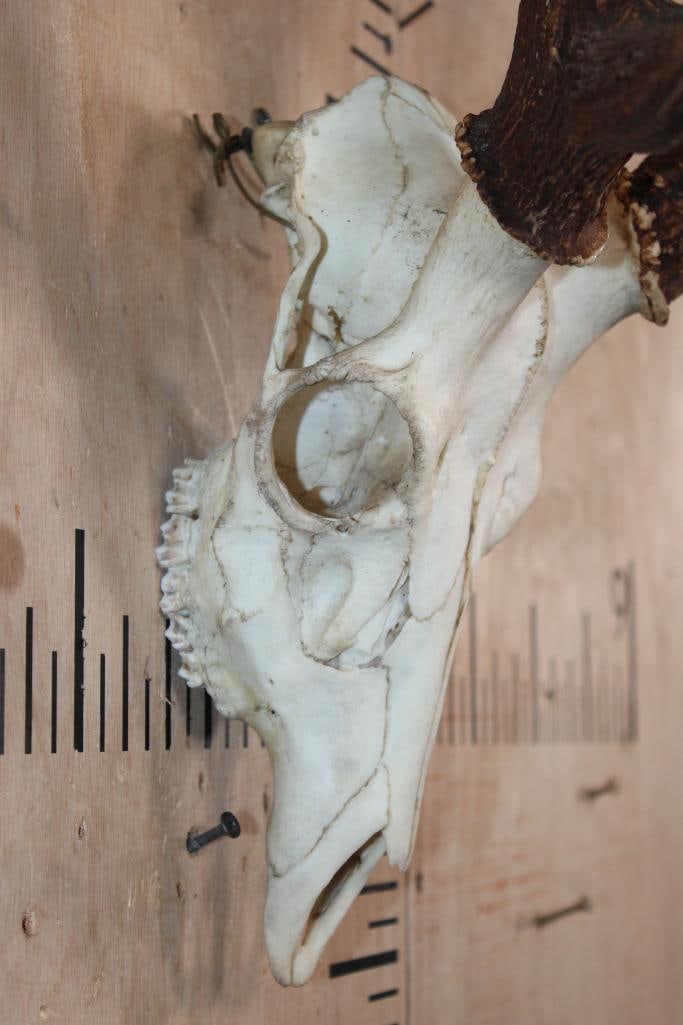 AXIS DEER Skull - 5