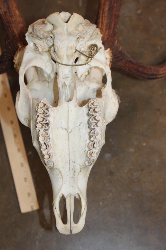 AXIS DEER Skull - 7