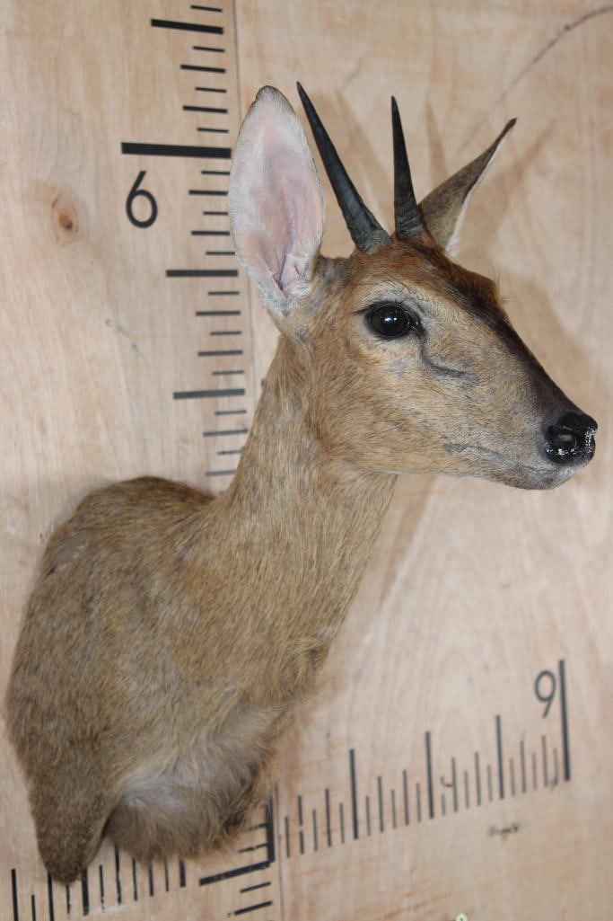 COMMON DUIKER Shoulder Mount - 2