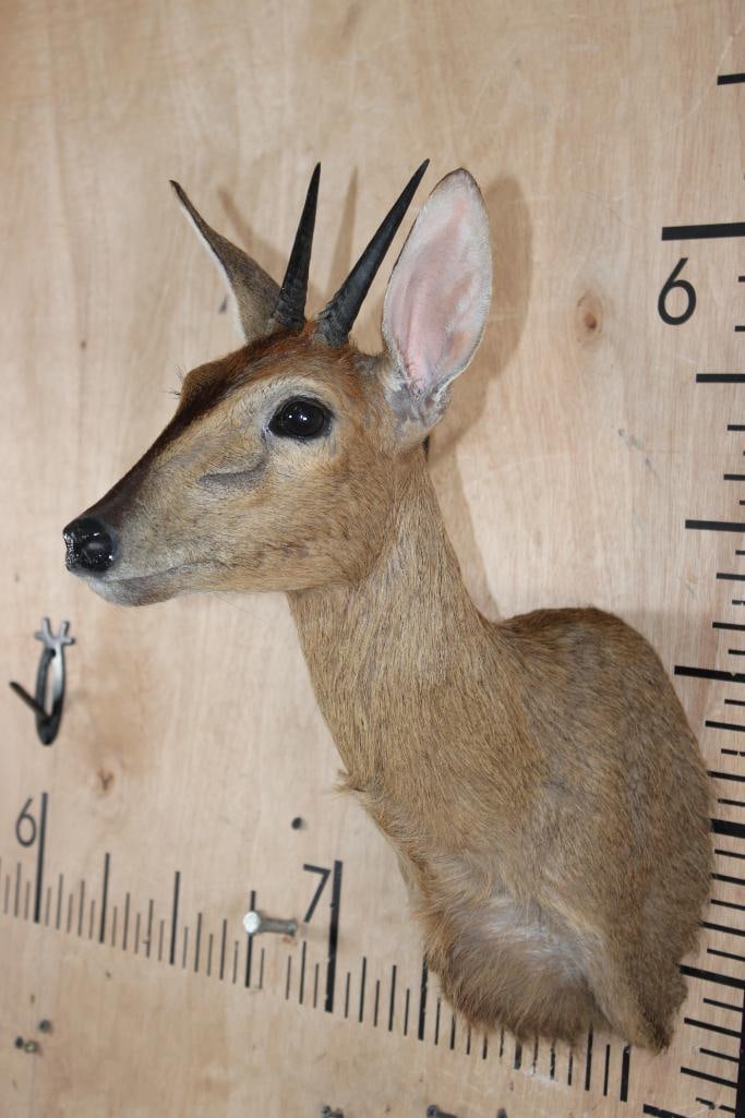 COMMON DUIKER Shoulder Mount - 3