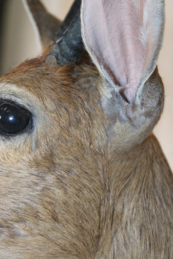 COMMON DUIKER Shoulder Mount - 4