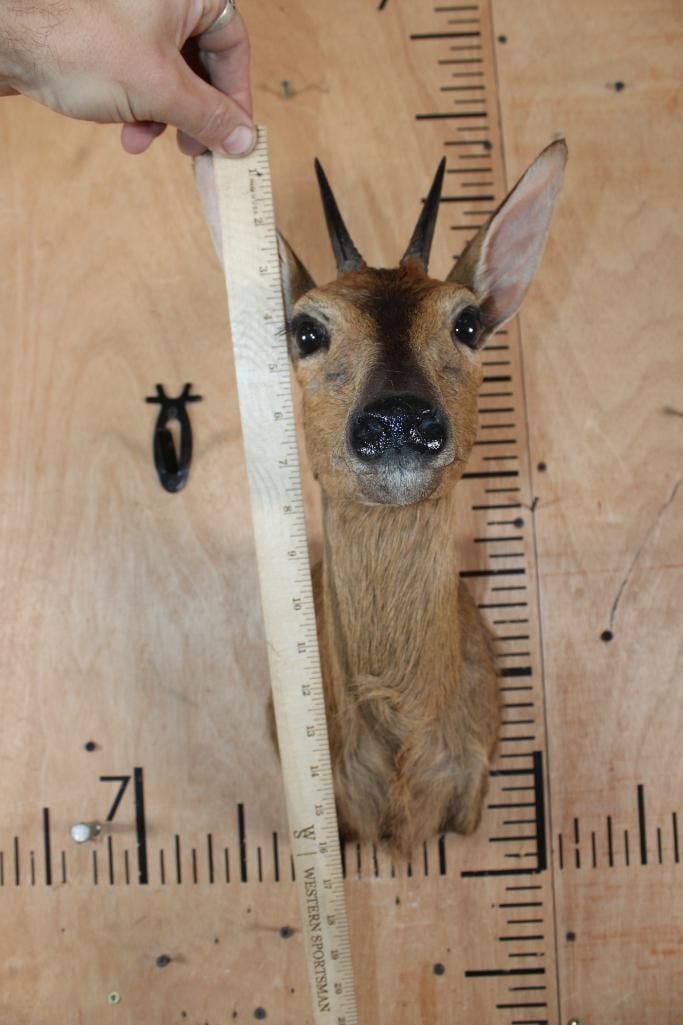 COMMON DUIKER Shoulder Mount - 5