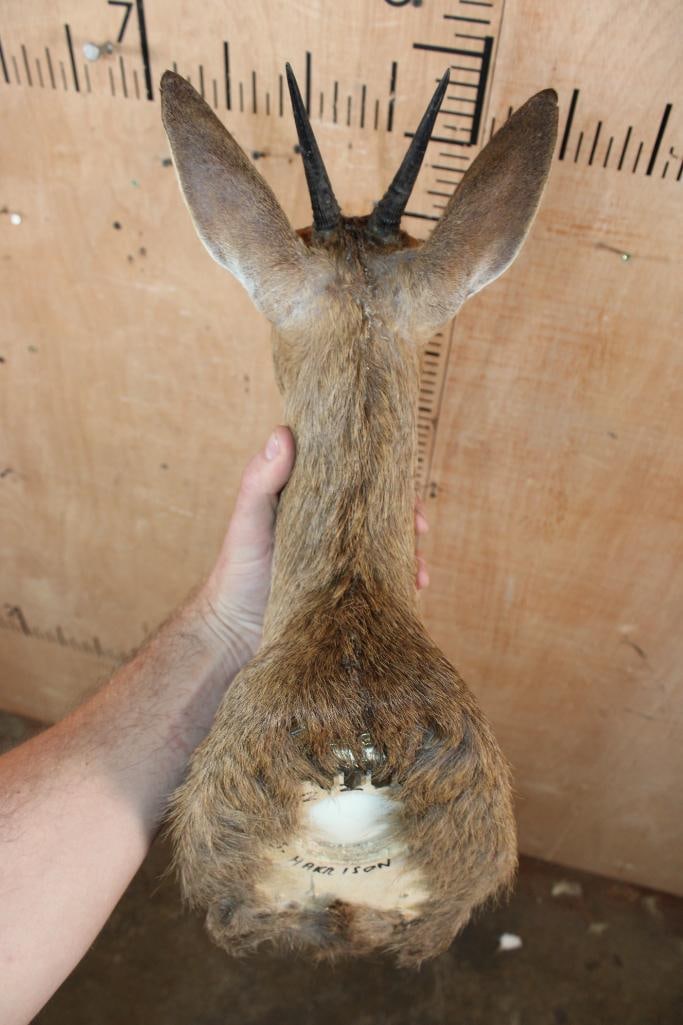 COMMON DUIKER Shoulder Mount - 6