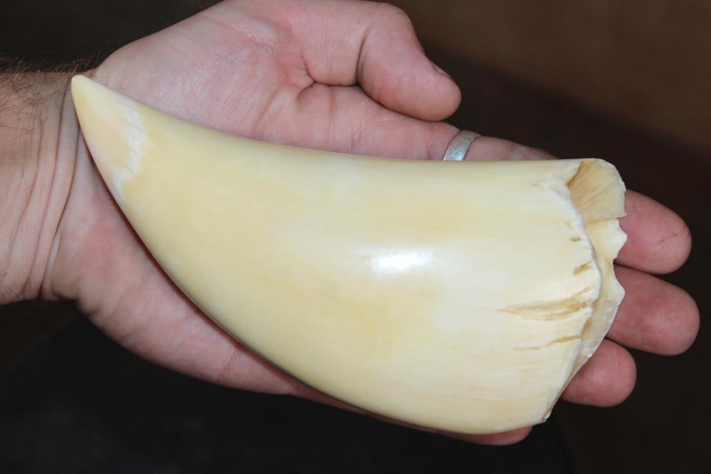 Big Pre 1972 Polished SPERM WHALE Tooth - 2