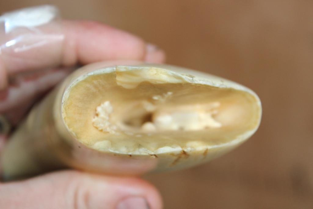 Big Pre 1972 Polished SPERM WHALE Tooth - 3