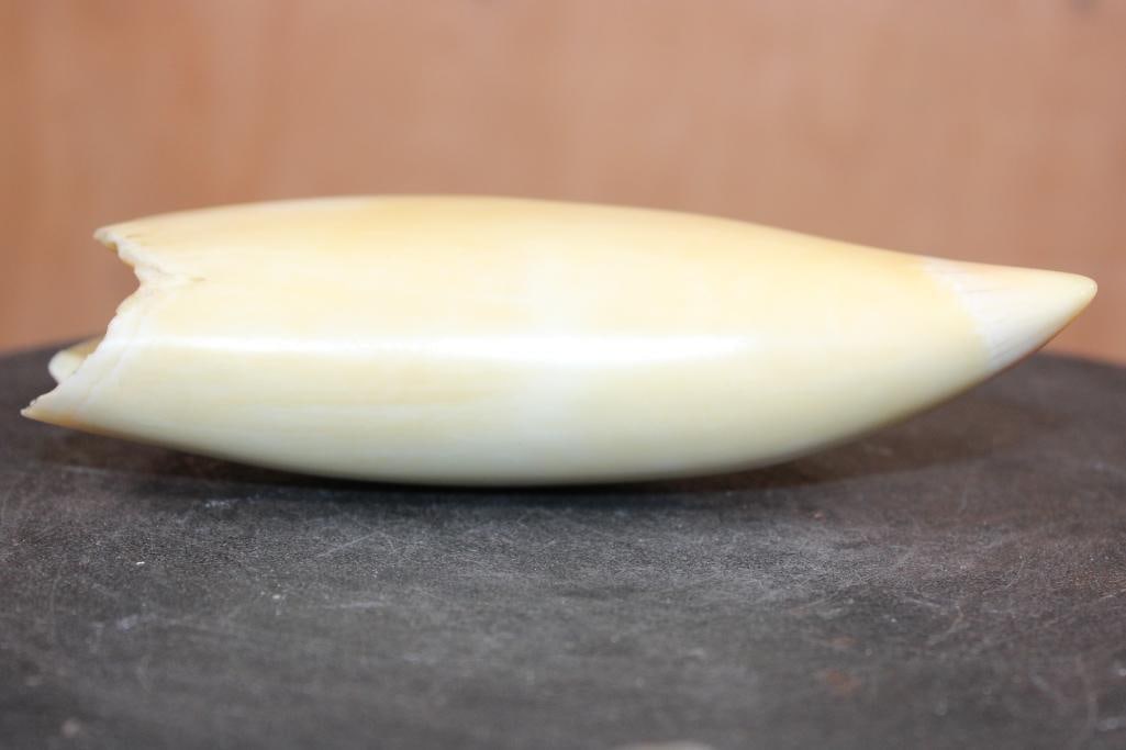 Big Pre 1972 Polished SPERM WHALE Tooth - 4
