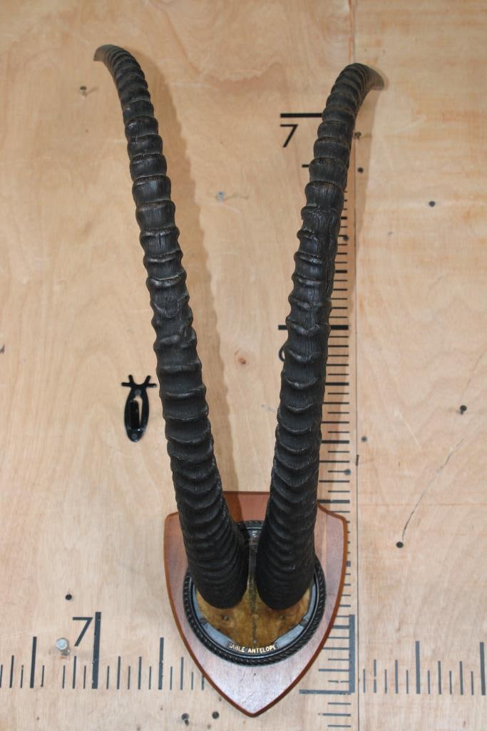 Big Set of SABLE Horns on a Skull Cap and mounted on a Wood Plaque - 2