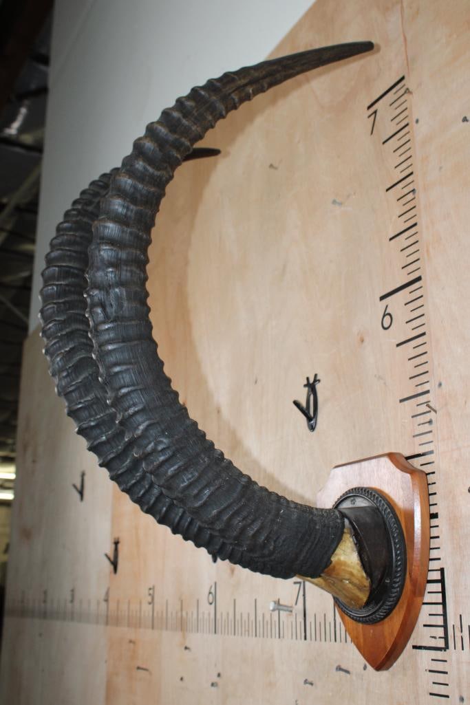 Big Set of SABLE Horns on a Skull Cap and mounted on a Wood Plaque - 3
