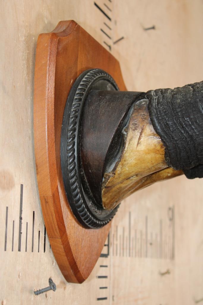 Big Set of SABLE Horns on a Skull Cap and mounted on a Wood Plaque - 5