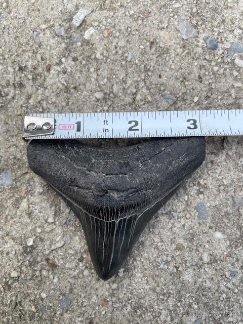 Large MEGALODON SHARK TOOTH Fossil - 2