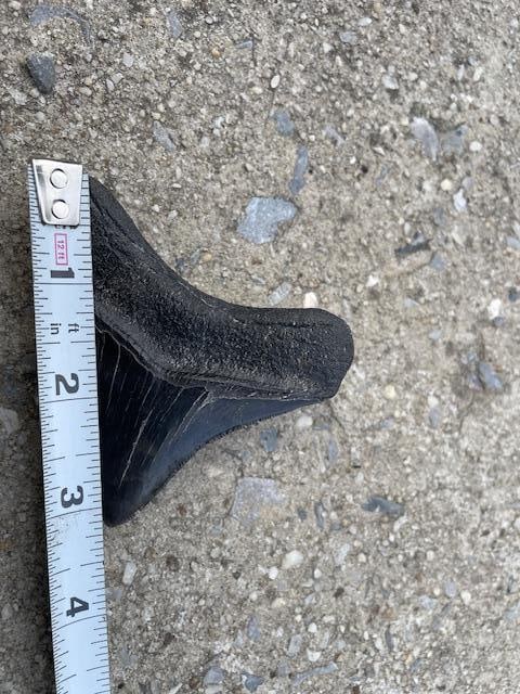 Large MEGALODON SHARK TOOTH Fossil - 3
