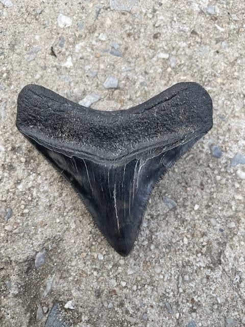 Large MEGALODON SHARK TOOTH Fossil - 4