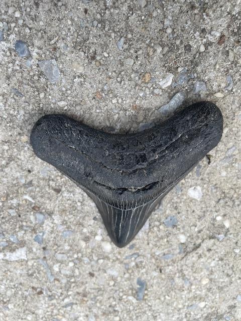 Large MEGALODON SHARK TOOTH Fossil - 5