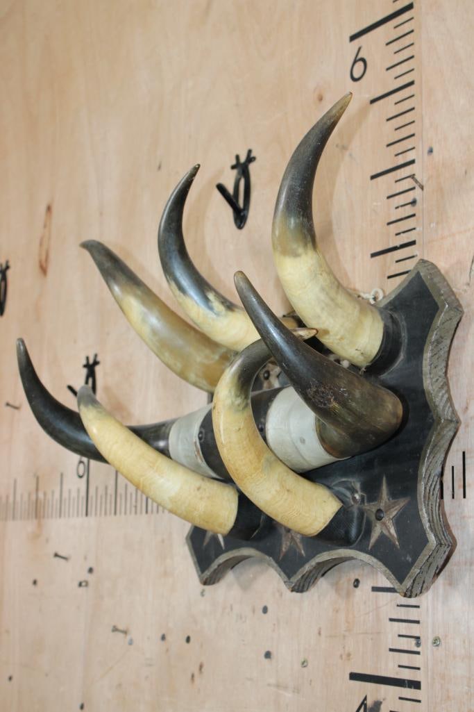 Vintage Set of STEER Horns with 5 additional Horns on a Decorative Wood Display - 3