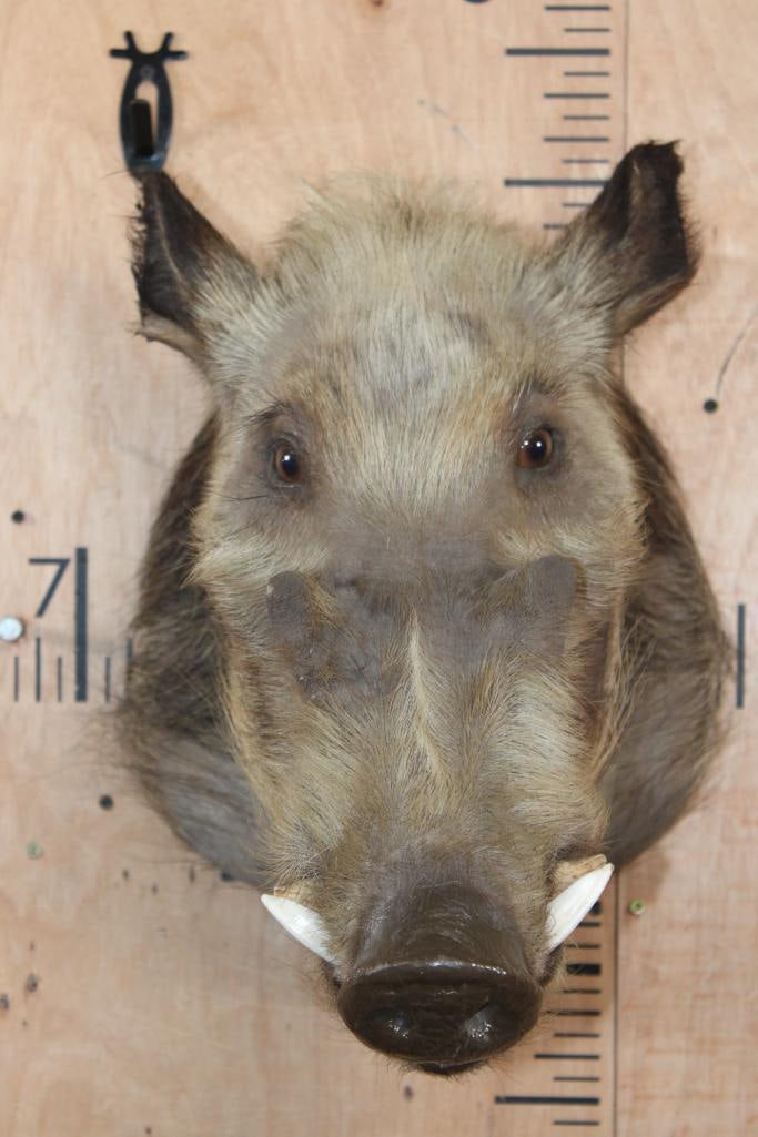AFRICAN BUSHPIG Shoulder Mount - 2