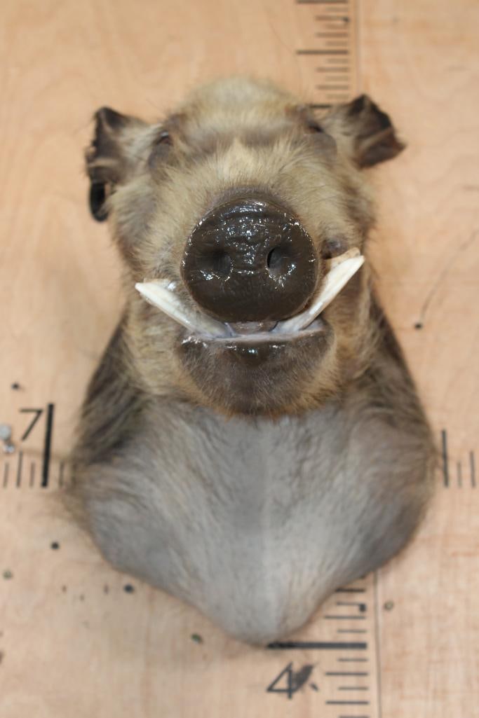 AFRICAN BUSHPIG Shoulder Mount - 3