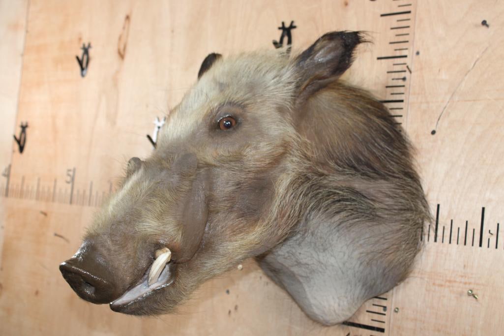 AFRICAN BUSHPIG Shoulder Mount - 4
