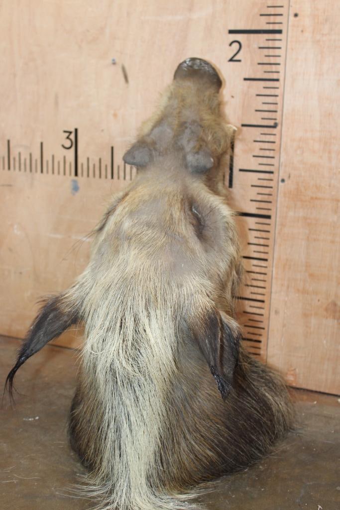 AFRICAN BUSHPIG Shoulder Mount - 6