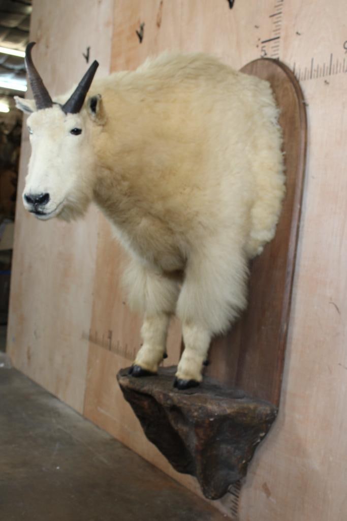 Half-body MOUNTAIN GOAT on a Wood Plaque Wall Base - 2