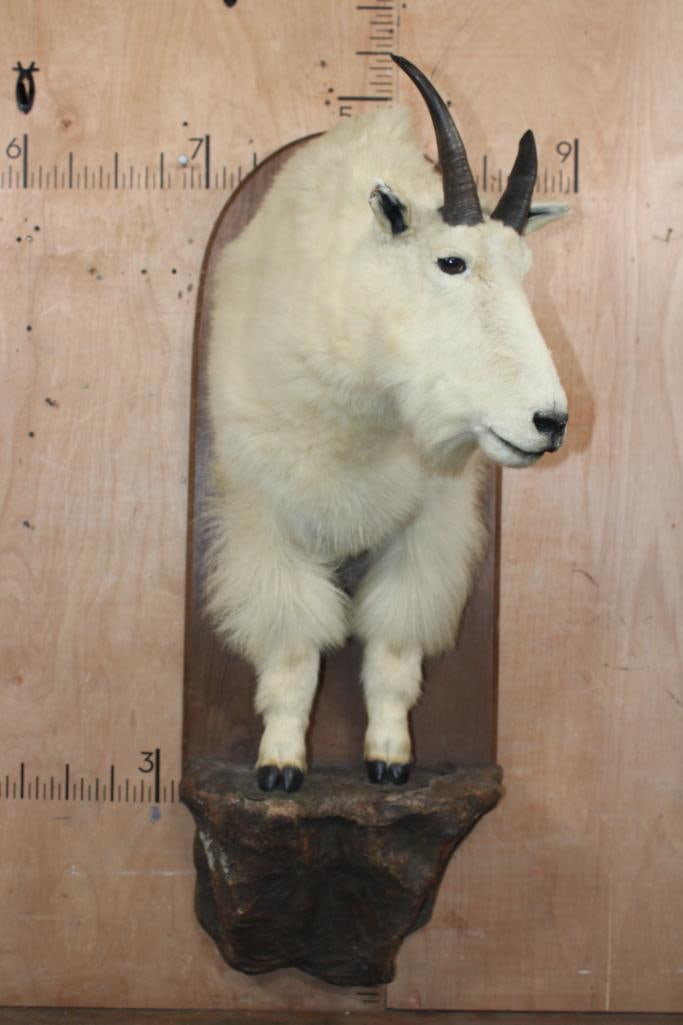 Half-body MOUNTAIN GOAT on a Wood Plaque Wall Base - 3