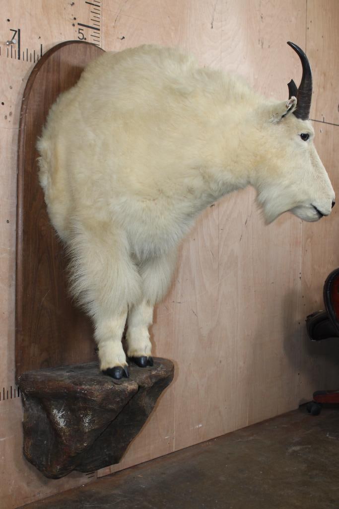 Half-body MOUNTAIN GOAT on a Wood Plaque Wall Base - 4
