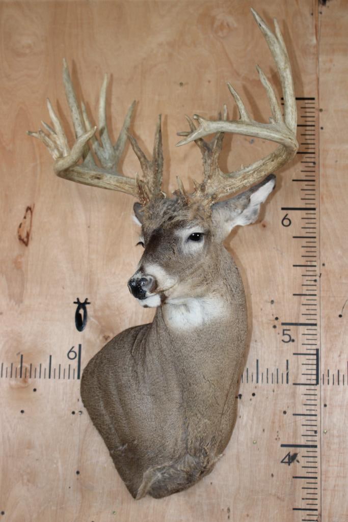 Big 33-Point WHITETAIL DEER Wall Pedestal Mount - 2