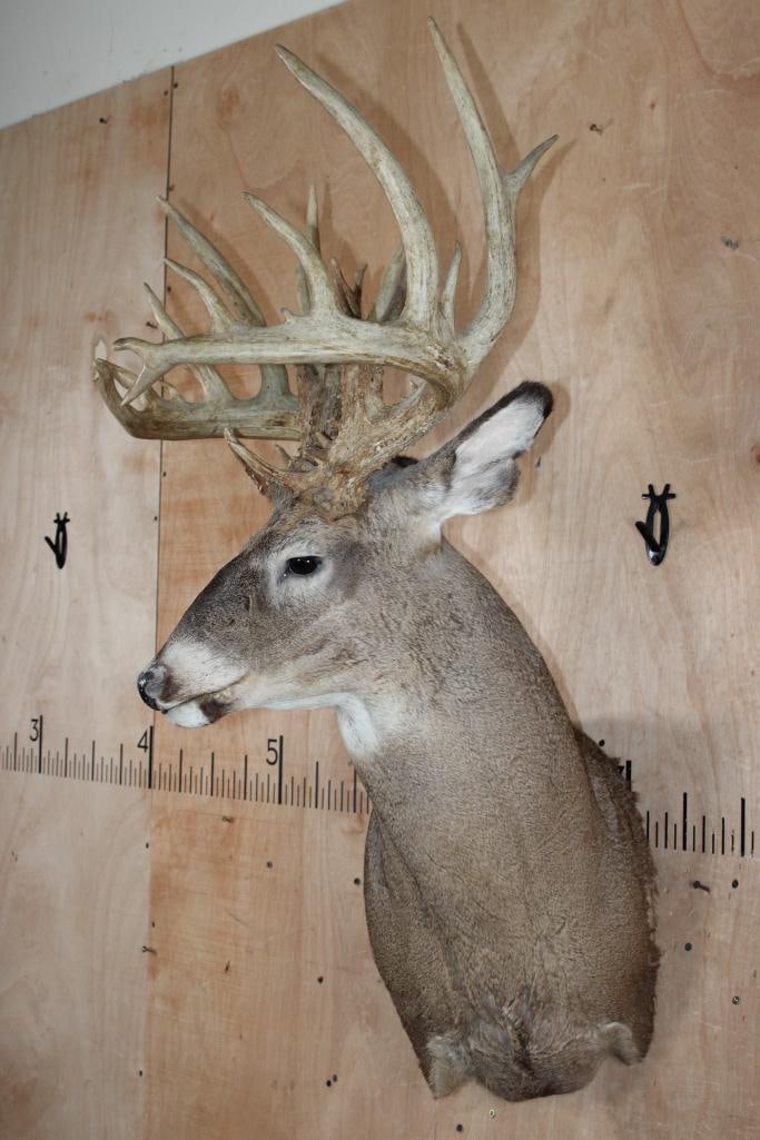 Big 33-Point WHITETAIL DEER Wall Pedestal Mount - 3