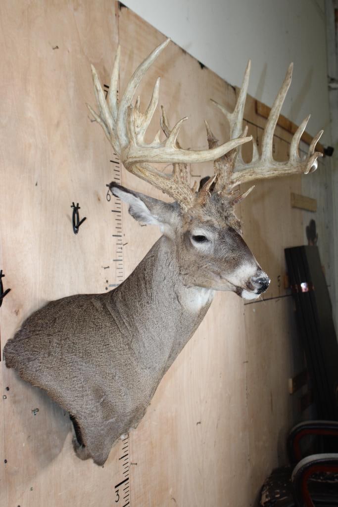 Big 33-Point WHITETAIL DEER Wall Pedestal Mount - 4