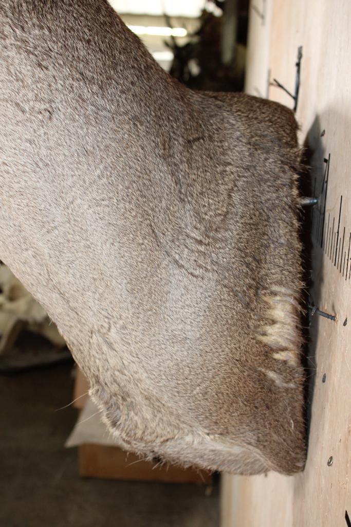 Big 33-Point WHITETAIL DEER Wall Pedestal Mount - 7