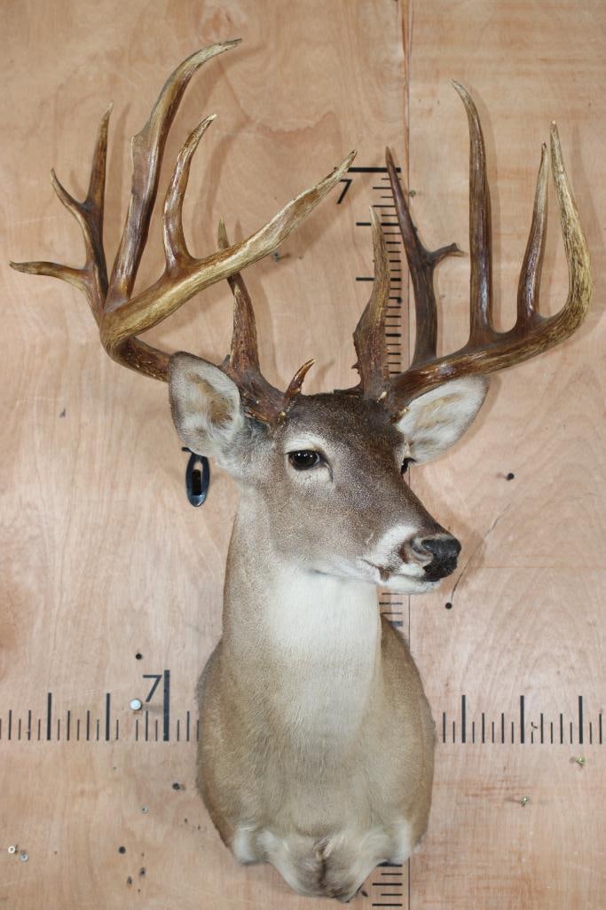 Big 18-Point Typical WHITETAIL DEER Shoulder Mount - 2