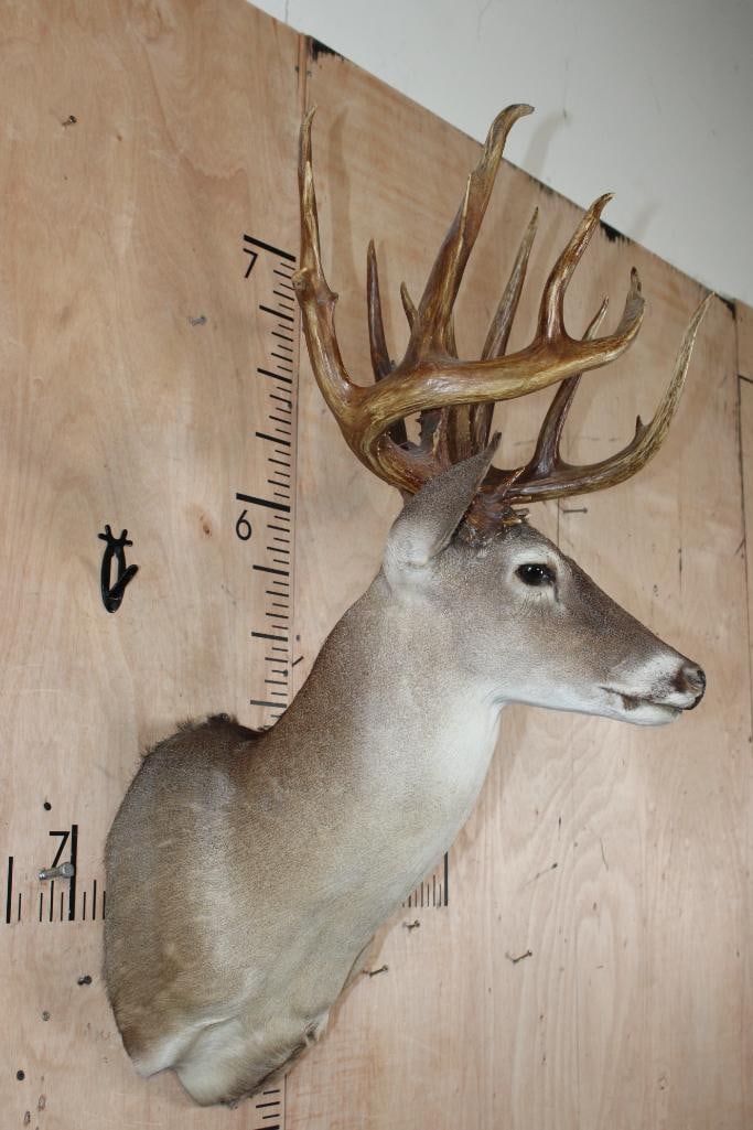 Big 18-Point Typical WHITETAIL DEER Shoulder Mount - 3