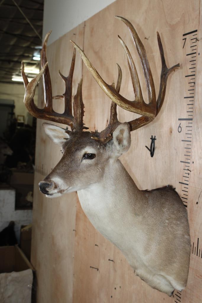 Big 18-Point Typical WHITETAIL DEER Shoulder Mount - 4