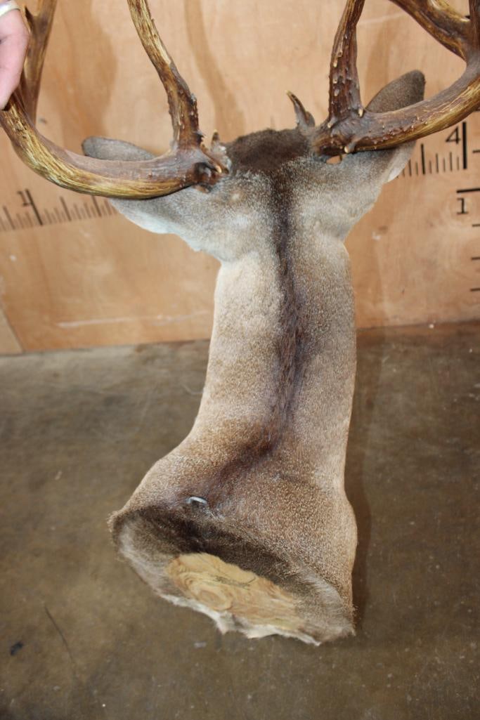 Big 18-Point Typical WHITETAIL DEER Shoulder Mount - 7