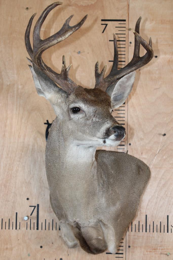 13-Point WHITETAIL DEER Wall Pedestal Mount - 2