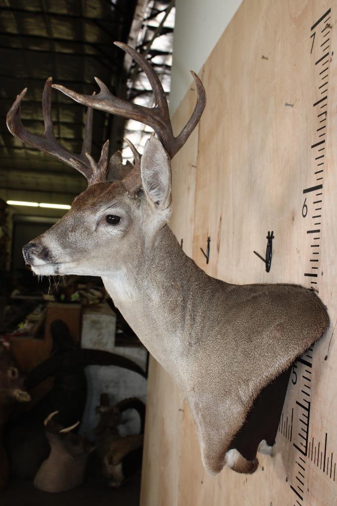 13-Point WHITETAIL DEER Wall Pedestal Mount - 4