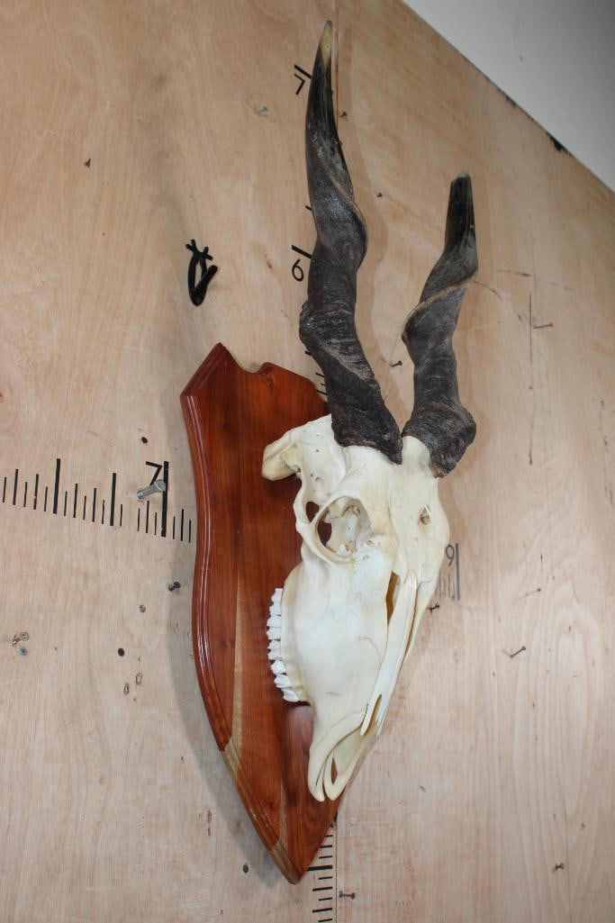 ELAND Euro Mount on a Wood Plaque - 2