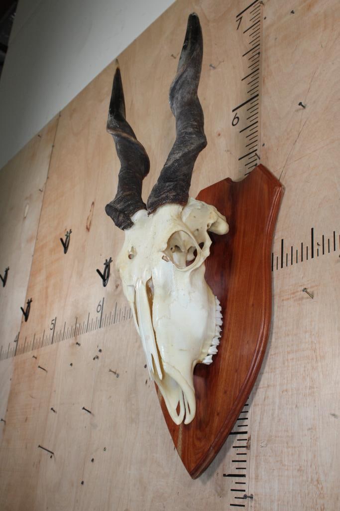 ELAND Euro Mount on a Wood Plaque - 3