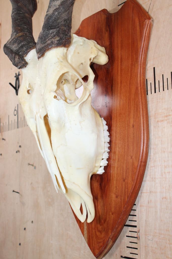 ELAND Euro Mount on a Wood Plaque - 4