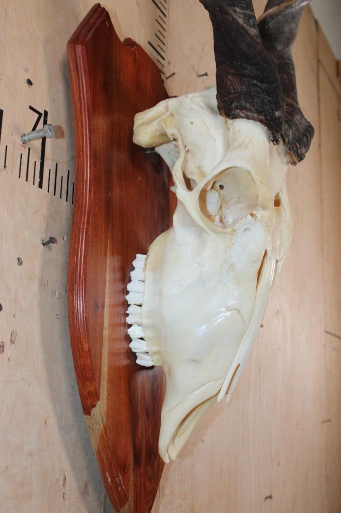 ELAND Euro Mount on a Wood Plaque - 5