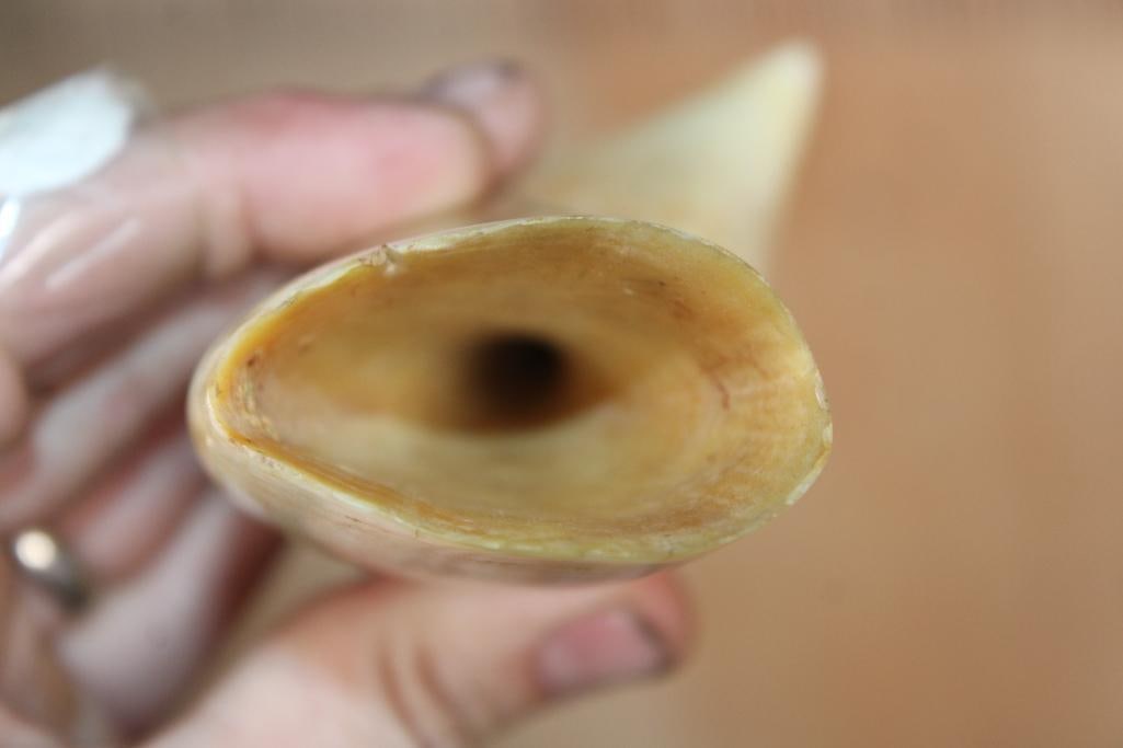 Big Polished Pre 1972 SPERM WHALE Tooth - 2