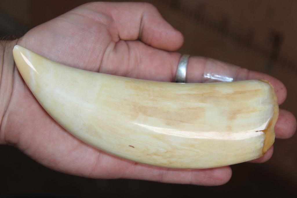 Big Polished Pre 1972 SPERM WHALE Tooth - 3