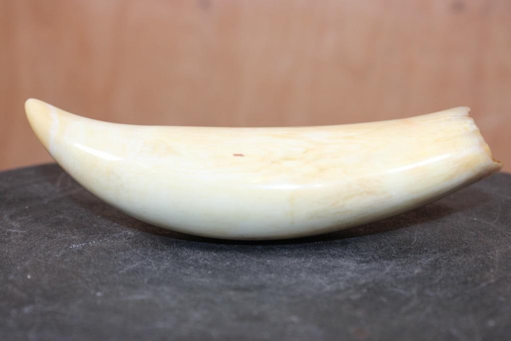 Big Polished Pre 1972 SPERM WHALE Tooth - 4