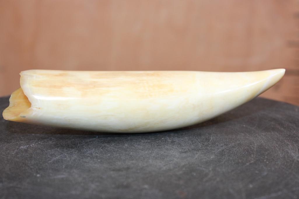 Big Polished Pre 1972 SPERM WHALE Tooth - 5
